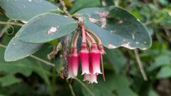 flower or plant closeup