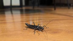 insect close-up