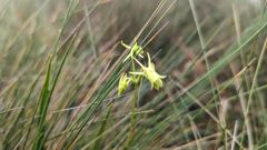 small pale yellow flower