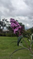 purple flowers in grassy area