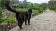 dog on path