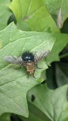 insect closeup