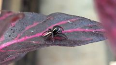 small fly on red leaf