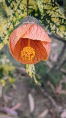 flower or plant closeup