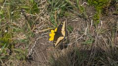 yellow flower in grass