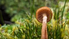 fungus or mushroom