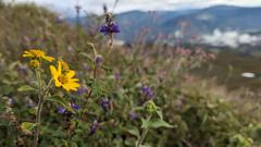 wildflowers on hillside