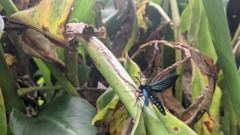 insect closeup