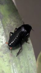 insect closeup