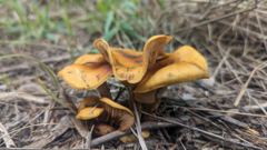 tan mushrooms on ground