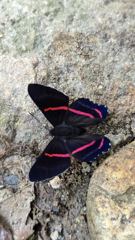 insect closeup