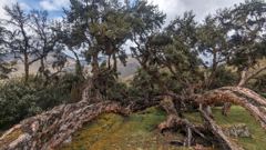 mossy forest tree