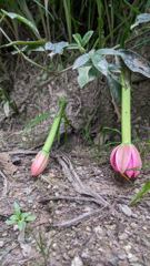 flower or plant closeup
