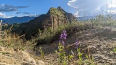 mountain peak and wildflowers