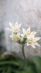 flower or plant closeup
