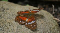 insect closeup