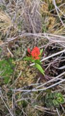 flower or plant closeup