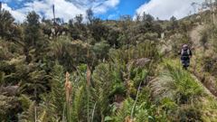 narrow trail through shrubs