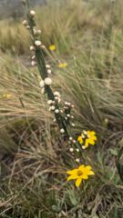 small yellow flower