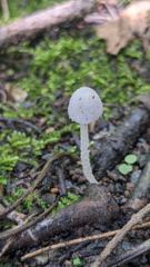 mushroom or fungus closeup
