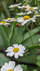 flower or plant closeup