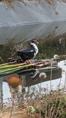 perched bird