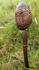 fungus or mushroom