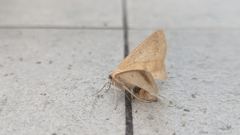 insect close-up