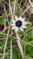 flower or plant closeup