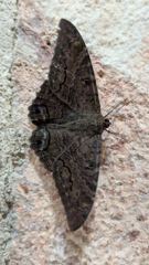 insect closeup