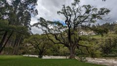 large tree in public green area