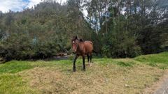 horse in grassy pasture