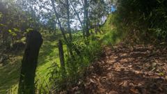 shaded forest trail