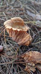 mushroom or fungus closeup