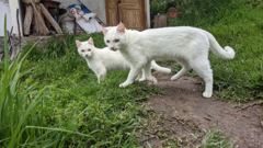 domestic animal