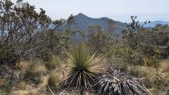 spiky plant and mountain view