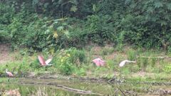wetland birds