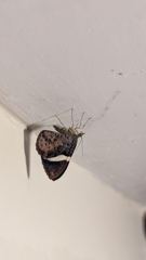 insect closeup