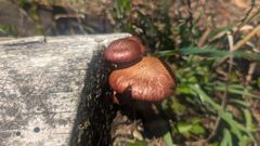fungus or mushroom