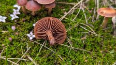 fungus or mushroom