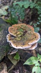 mushroom or fungus closeup