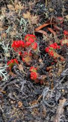 red berries on shrub