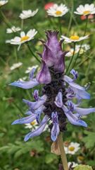 flower or plant closeup