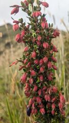 flowering plant