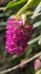 pink flower spike