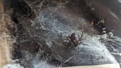 webbed insect or spider habitat