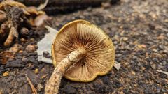 fungus or mushroom