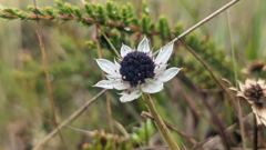 flowering plant