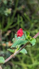 red rosebud-like flower