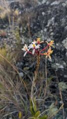 flower or plant closeup